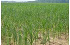 Property photo 9 - 51.5 Acres Offered in 5 tracts, 2 Farm Sites